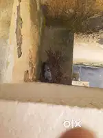 For Rent  2 bhk one toilet