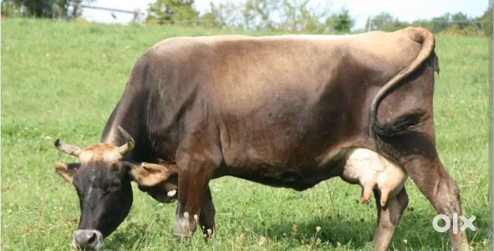 Worker for cow farm