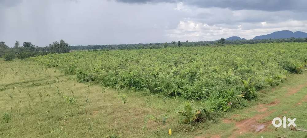 CHANDAN BEACH VALLEY BHOGAPURAM FARMLAND RED SANDAL project