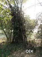 Bamboo for sales