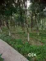 50 cents Residential plot for sale in Edakkad Devagiri Junction