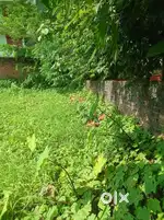 Plot for rent