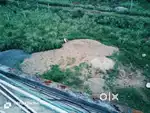 Mohanpur pull ke pass hai acha area hai