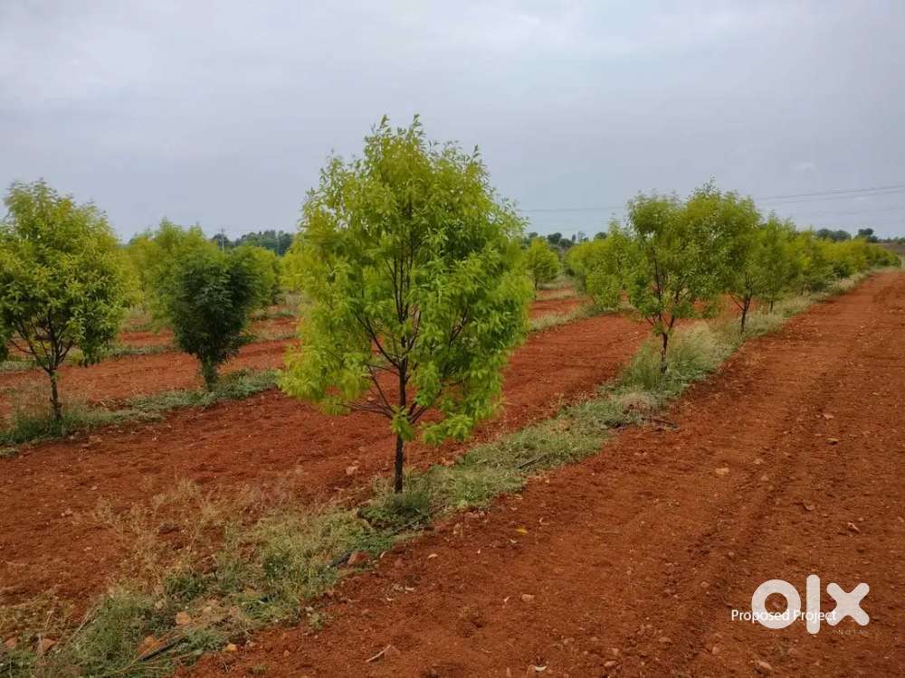 sandal wood farming project in Bhubaneswar Odisha