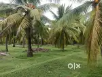 Tender coconut farm for sale at kambalapatti