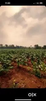 4 acres agriculture land