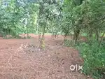 16 cent land for sale near Athani Kariyad