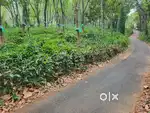 25 cent to one acre land Thottappady