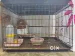 Birds Cages for sale
