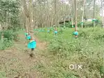 തോട്ടക്കാട് 25 cent house plot.1.50 .lakh. cent.