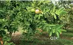 Farm House land available for sale