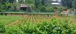 Suitable for house. Good environment. 4 gonda beautiful plot