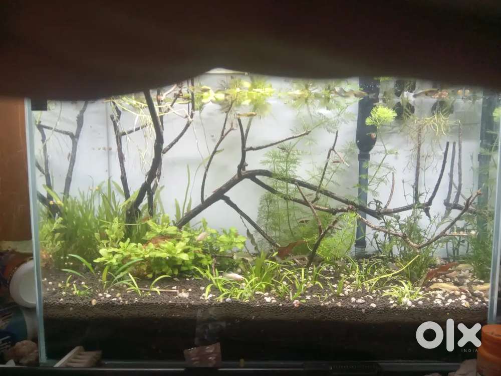 Planted Tank – Extra Clear Glass + RS 7000 Filter (Complete Setup)
