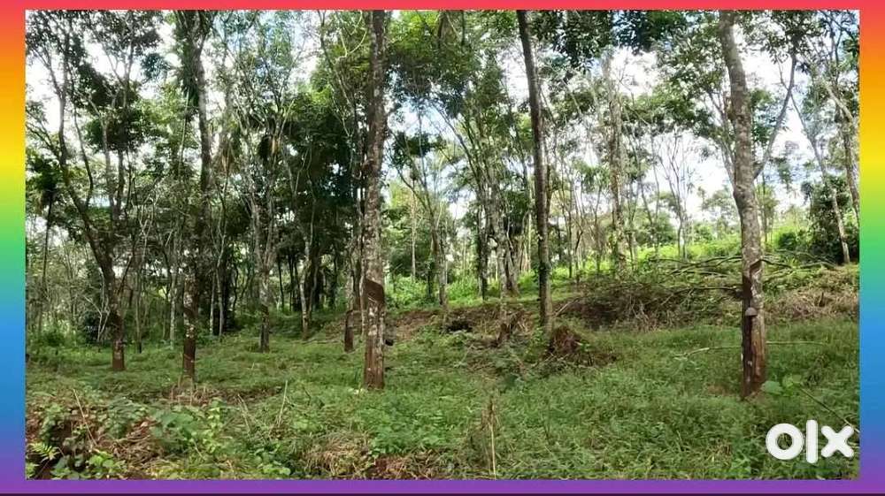 സെൻ്റിന് 25000 രൂപയ്ക്ക് 2.40 ഏക്കർ. 2.40 Acre land only 25000/Cent
