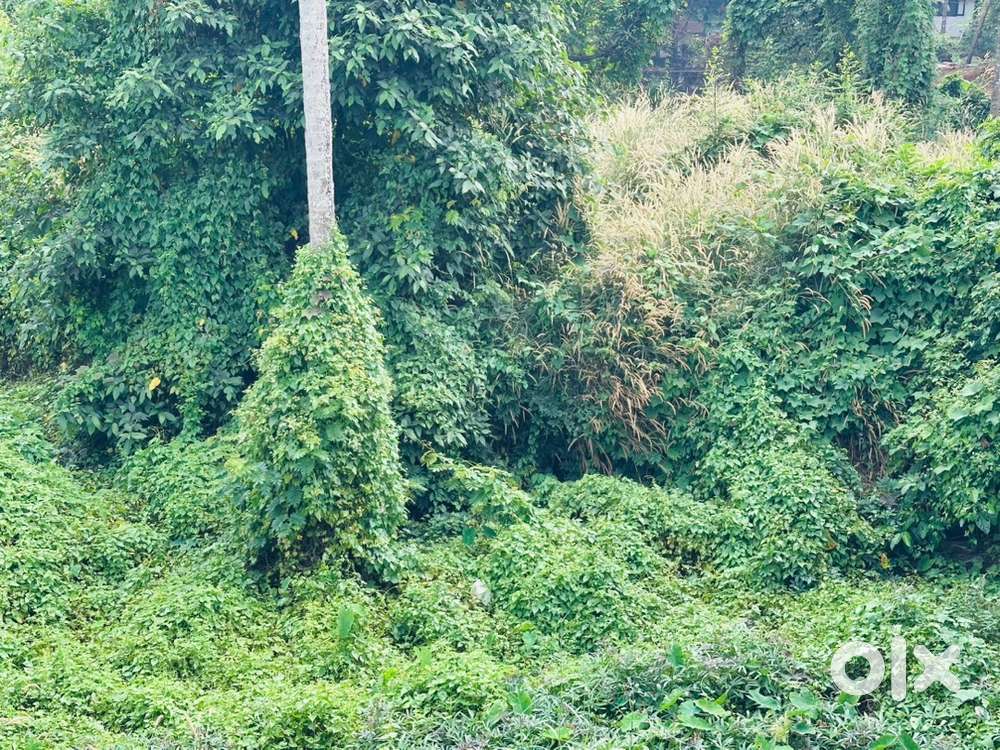 അരിക്കണ്ടംപാക്കിൽ ഒന്നര ഏക്കർ , സെന്റിന് 28000