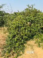 800 s/y plot for rent main ajamer road dcm