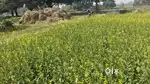 Residential Plots Available in Khagawal, Faguiya mein 12Lakh per biswa