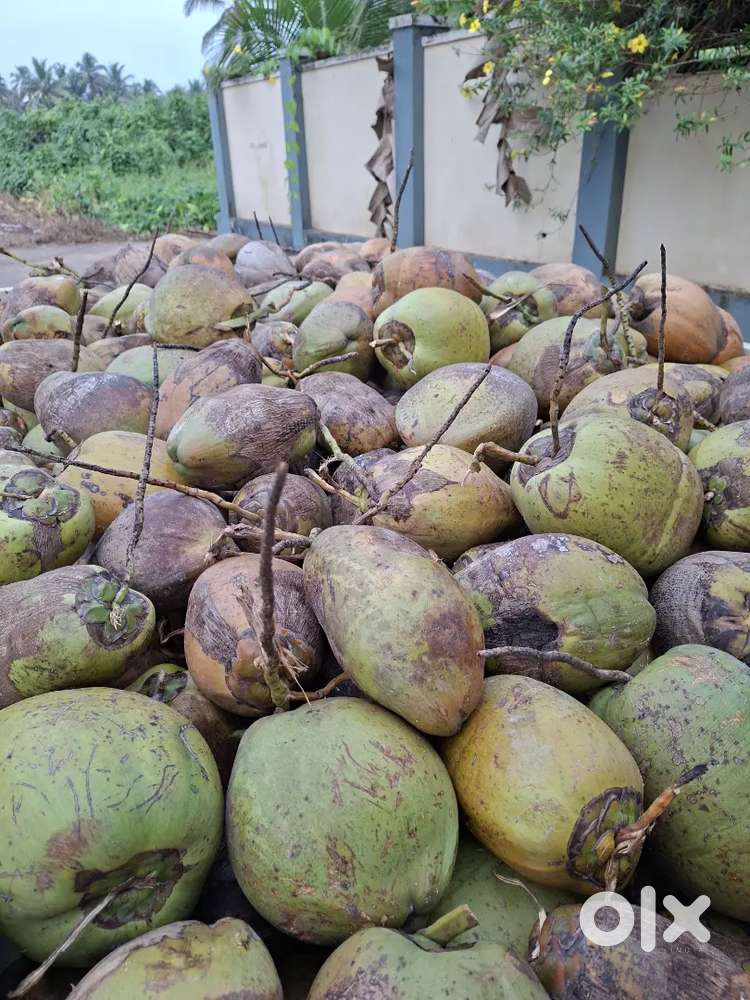 Naadan Coconut