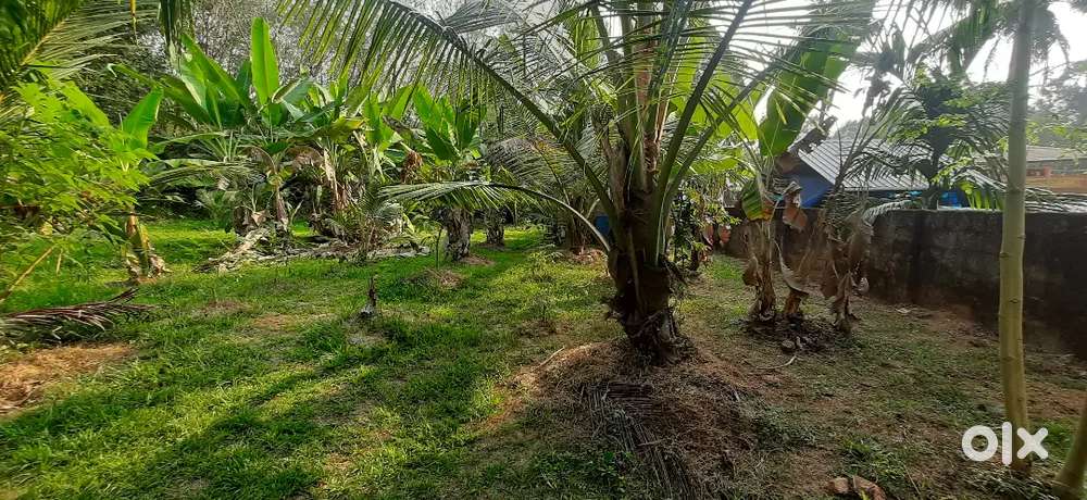 തിരുവാണിയൂർ ടൗണിന് സമീപം