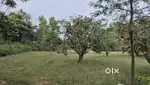 Agriculture Land for Sale – 65 Acres Mango Farm