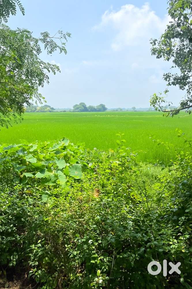 Plot at Jajpur 17.5 ghunt