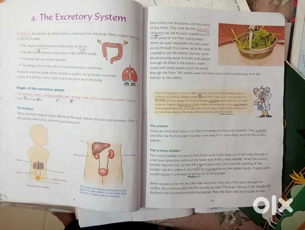 I am a home tutor special focus on maths science and English