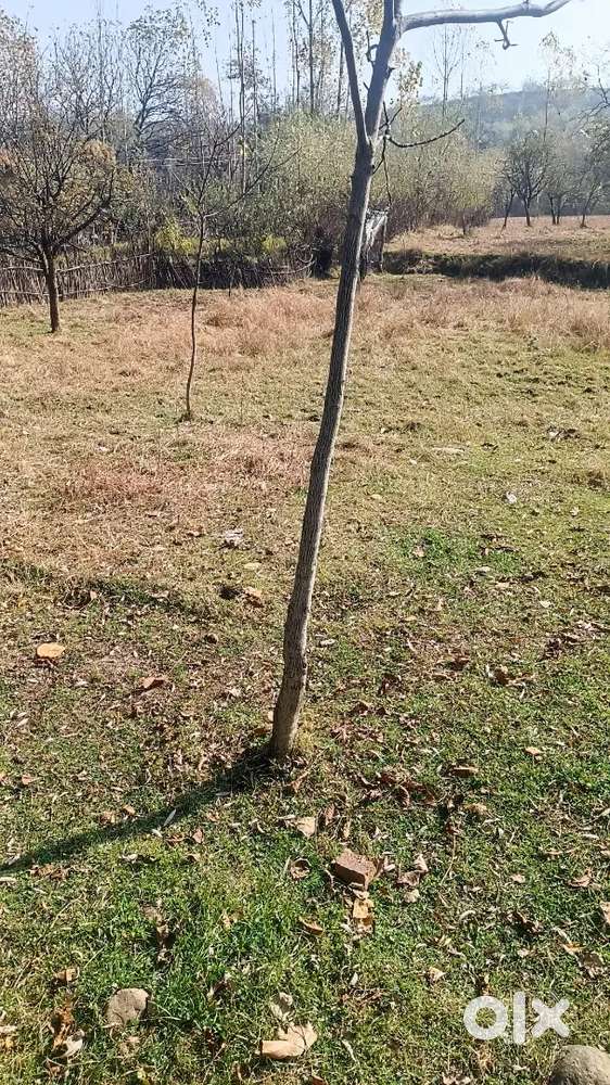 Near dudhpathri 2 km