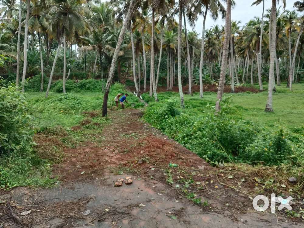 Agri. Land(தென்னந் தோப்பு) for sale near Arasanvilai(பேயோடு)