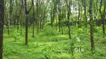40 cents of land for sale , 1.6 lakh per cent.(Negotiable)