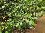 Original land for sale
