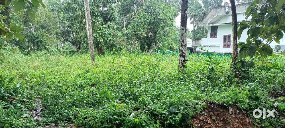 Chirayinkeezhu.manjadimoodu near masjid back side 13cent for sale