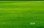 260 gaj R3 land in suddhowala dehradun