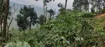 6acre sales