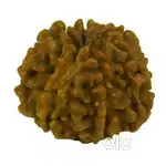 Rudraksh (Nepali best quality)