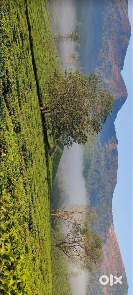 15 cent land available at Vagamon