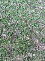 4 bigha pond land for sell urgently