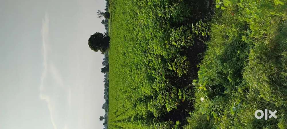 10 ACRE PANDHAN ROAD TOUCH LAND FOR SALE AT YELAKELI WARDHA