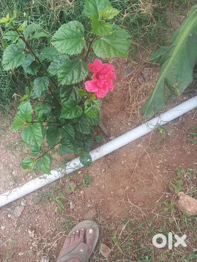 30*35 site sale in gundlupet pet near Ragavendra mataa