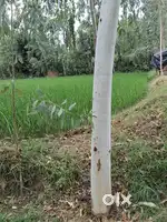 20 बीघा भूमि बिकाऊ हैं