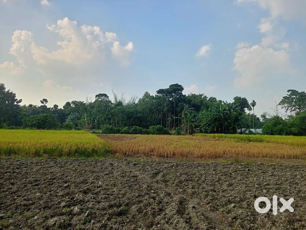 Per katha asking 3 lakh total 25 bigha near 4line 200 mitter best plot