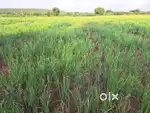 Agriculture land