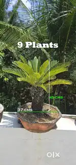 9 CYCAS BONSAI PLANTS FOR INDOOR OR OUTDOOR USE-12 YEARS OLD PLANTS