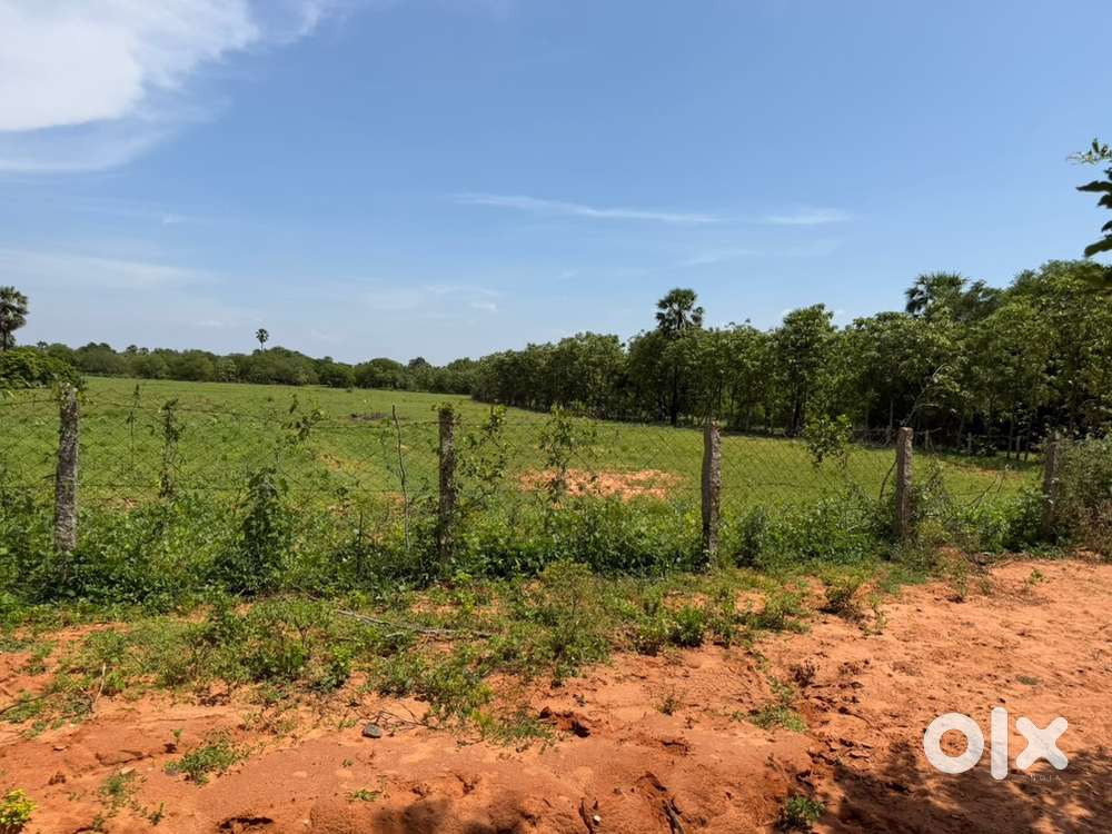 Panagudi Rosmiya puram 3.75 Accre Sale