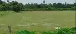 7guntho 5dismil Cuttack 42mouza Aini village road site plot 75lakh