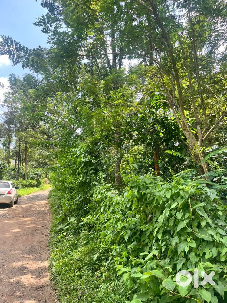 Wayanad tirunelli panjayath 95 cent land selling