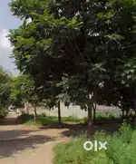 For sale 184 gaj corner plot sector 125 mohali