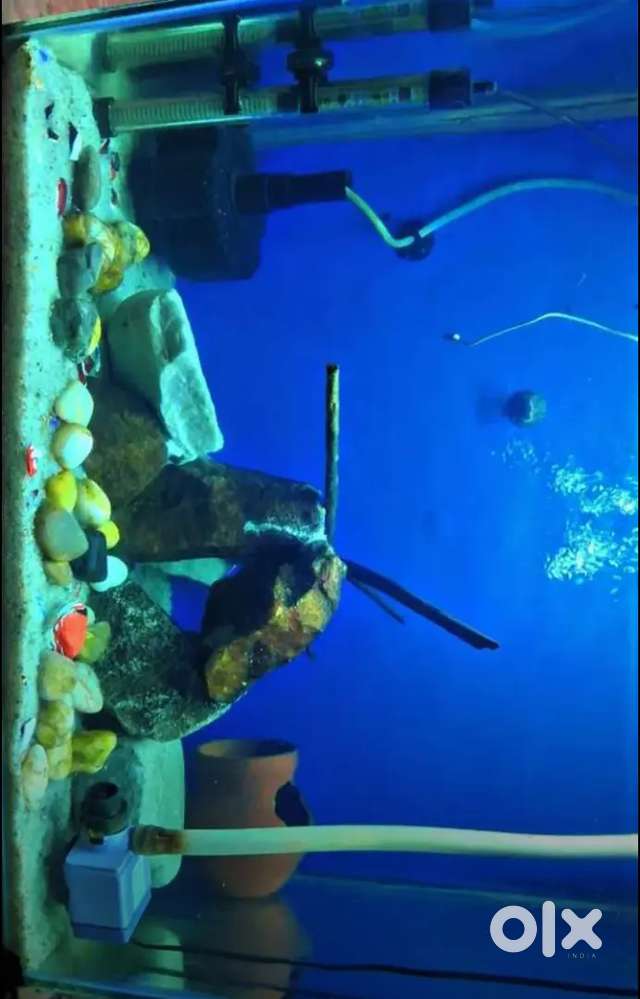 Fish tank 3 feet