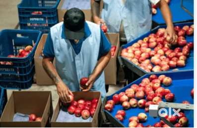 Sorter & Packer Job – ₹15,000–₹18,000 + Free Stay +Work From Home