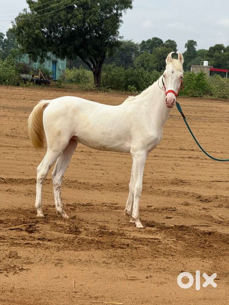 Ghodi farm ke liye ladka chaiye fresher bhi chlega
