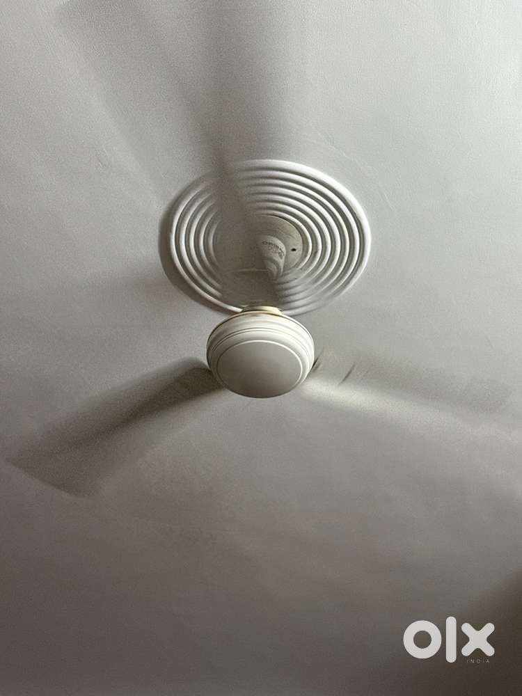 Multiple Ceiling fan for sale